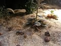 Booger eats a cricket