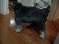 Luigy Y rocky 