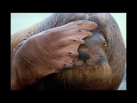 how to treat oyster cuts on foot