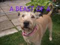 My Dog Is Crazy Fool !!:L Please Watch !