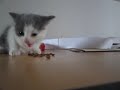 chucking neko