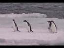 Penguins Stayin' Alive on Ross ...