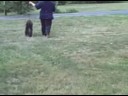 Halo afghan hound conformation practice
