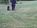 videos de Halo afghan hound conformation practice