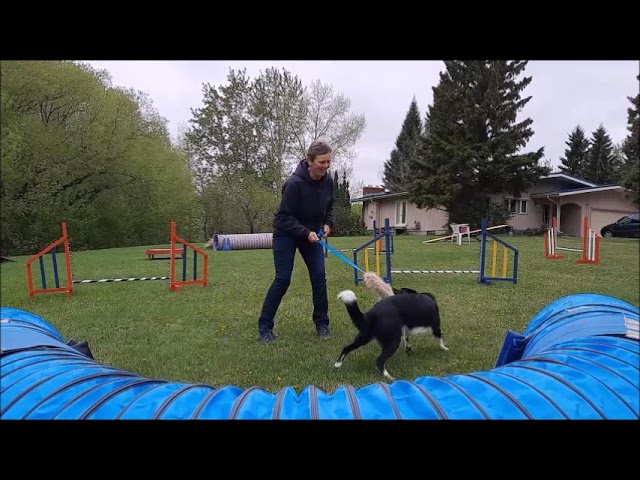Dog Agility for Beginners in Animal & Pet Services in Edmonton