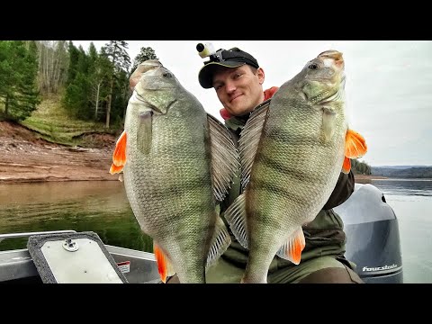 Огромные окуни как щуки!