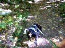 pepper barking at a scent