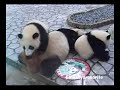 Twin Panda cub, Aihin and Meihin, Nanki-Shirahama