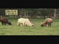 video ganaderia 3 video ganaderia 3