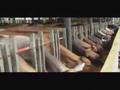 video ganaderia 3