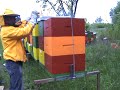 p?ele- bees -rotenon