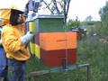 pčele- bees -rotenon