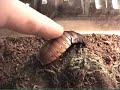 New Pet- Madagascar Hissing Cockroach New Pet- Madagascar Hissing Cockroach