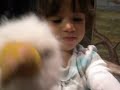 playing with baby and mommy eagle...