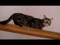 acrobatic bengal