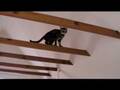 acrobatic bengal