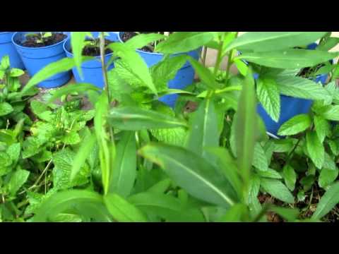 how to transplant goldenrod