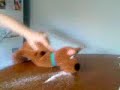 scoobie doo!