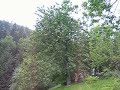 Kácení t?e?n? v Jam? Kácení t?e?n? v Jam?