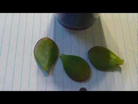 how to plant succulent leaves