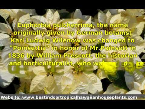 how to care euphorbia plant