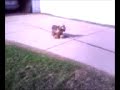 Juice Bottle Fetch