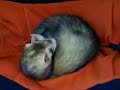Ferret Ferrets Frettchen Fretki Fretka Nathan licking 2 Ferret Ferrets Frettchen Fretki Fretka Nathan licking 2