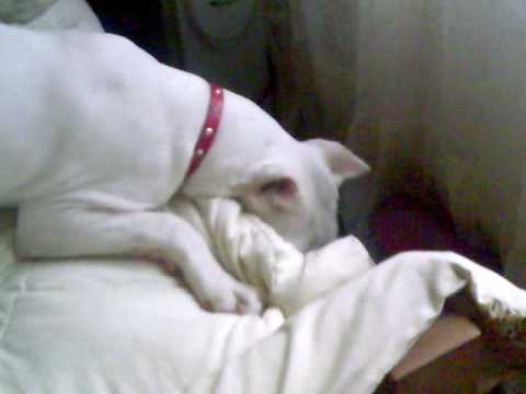 dogo argentino vs puma