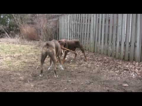 Doberman Pinser