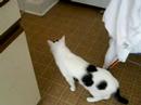 Schrodinger\