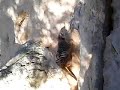 MEERKAT in Fuengirola Zoo