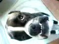 monty dog