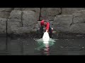 Pregnant-Beluga-B-Ro
