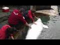 Pregnant Beluga B-Roll