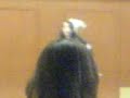 Bishop Marrocco Newspaper Fasion Show part 1 Bishop Marrocco Newspaper Fasion Show part 1