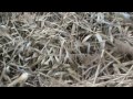 Click here to watch this video springer icaro