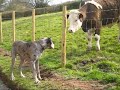 Great Dane Molly kissing a BULLOCK! - Pink Floyd