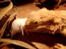 bearded dragons