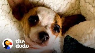 Tiny Rescue Dog Is So Nervous That He Lives In His Mom's Pouch | The Dodo Little But Fierce by The Dodo