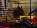 Hamlet Chirping Hamlet Chirping