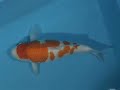 Tategoi-koi koi stock 200046 Tategoi-koi koi stock 200046