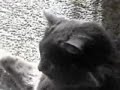 Cat yelling