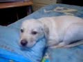 MI CHANCHITO LABRADOR RETRIEVER