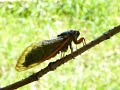 cicada singing