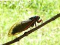 Cicada Song