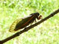 cicada singing