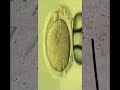 microscopia