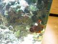 videos de Feeding Time
