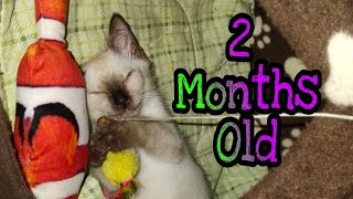 2 Months old Siamese Kitten| Playful cat video|vlogcat