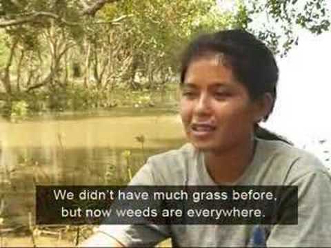The Greenbelt Reports: Love Thy Mangrove